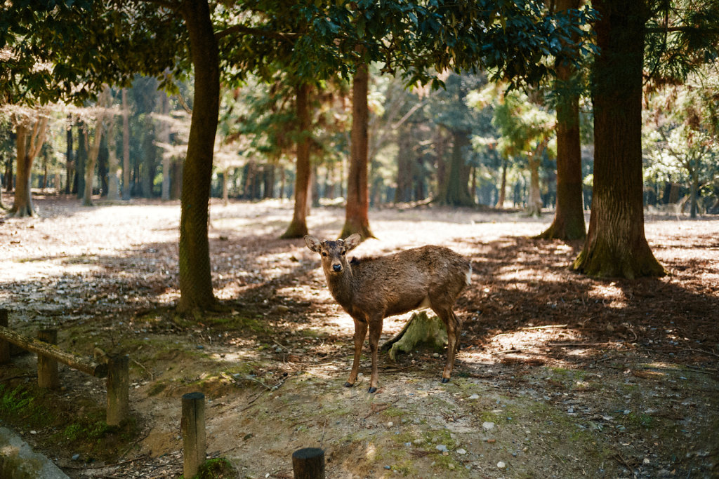 JAPN0877.jpg